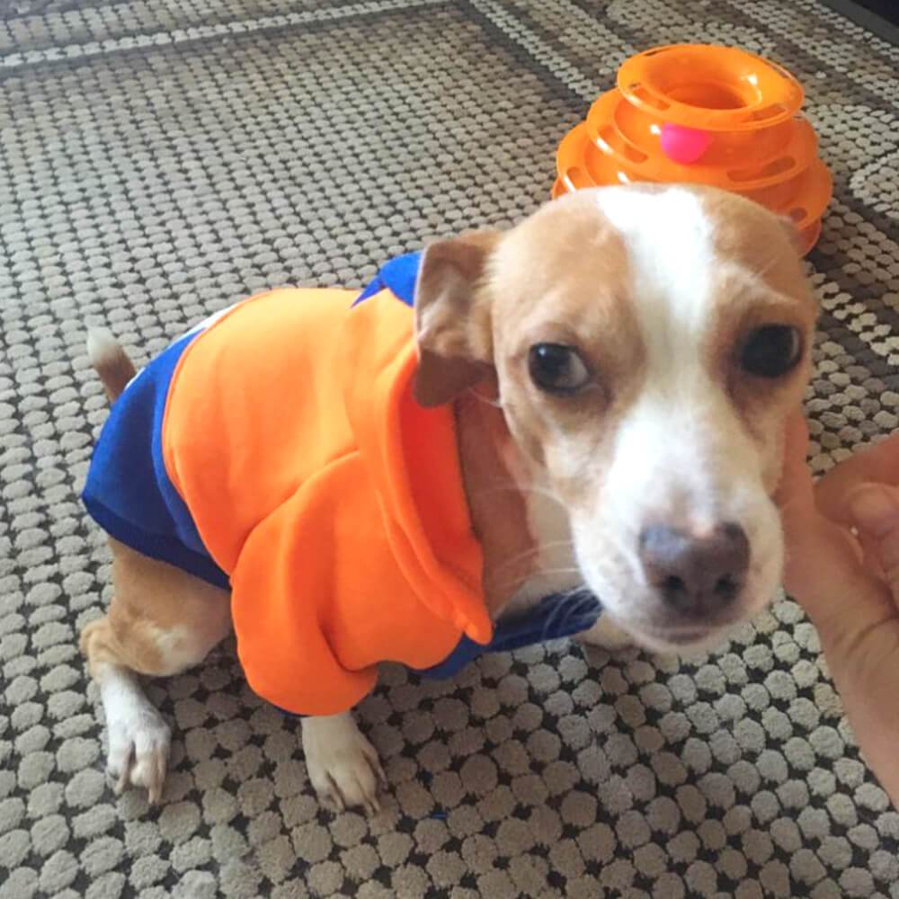 Moletom Esportivo Pet para cães e gatos - PetMimos