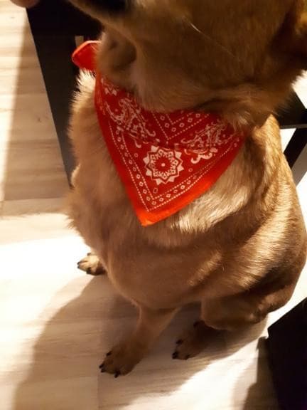 Coleira Bandana para cães e gatos – PetMimos