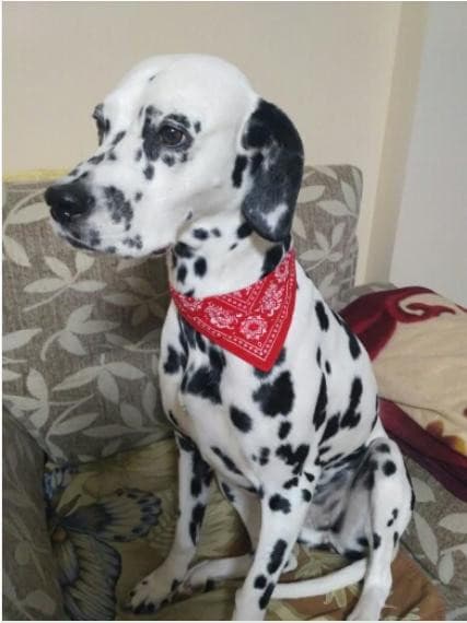 Coleira Bandana para cães e gatos – PetMimos