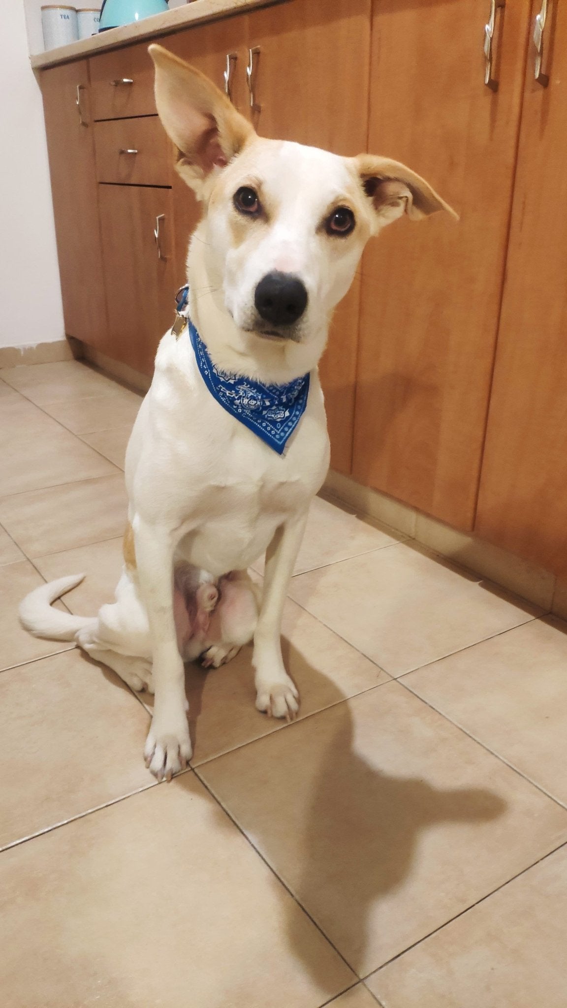 Coleira Bandana para cães e gatos – PetMimos