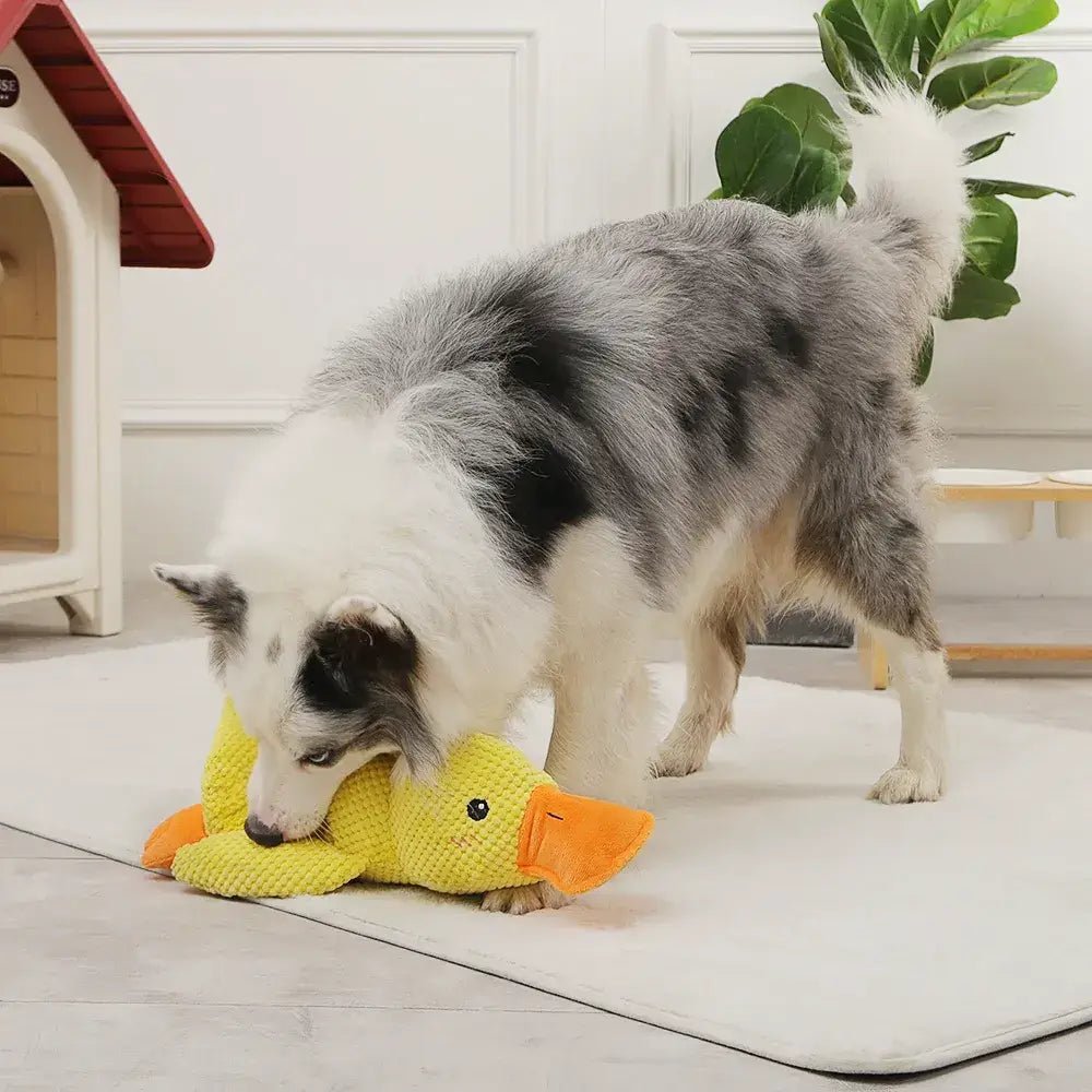 Brinquedo Pato Big em pelúcia para cachorro - PetMimos