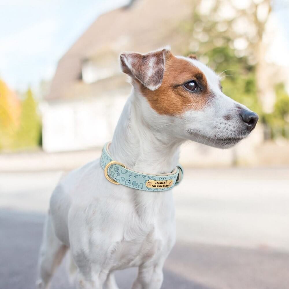 Coleira para Cachorro Personalizada Couro Premium – PetMimos | PetMimos
